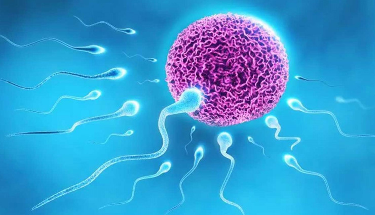 ये 3 आहार बढ़ाएंगे पुरुषों का स्पर्म काउंट, बढ़ेगी फर्टिलिटी रेट
