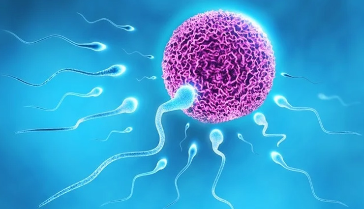 male,male fertility,male fertility sperm,sperm count,sperm quality,male health,Health,Health tips,healthy living