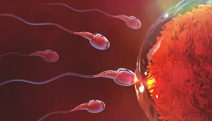 रोजाना सेक्स करने से कम होते हैं प्रेग्नेंसी के चांसेस, जाने स्पर्म क्वॉलिटी को लेकर क्या कहती है ये रिसर्च daily intercourse,pregnancy,sperm count,sperm quality research,Health,health news,healthy living