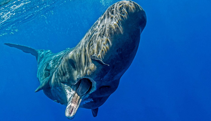 species that ended because of humans,extinct species,silphium,black rhinoceros,citropsis sex tree,sperm whales,the scrotum water frog