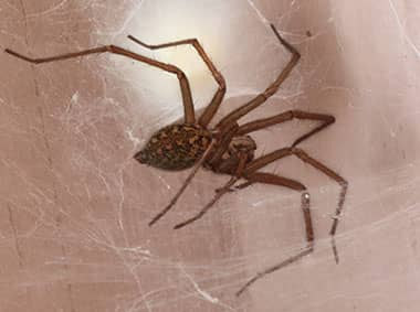 trick to stop spiders,household tips,tips to get rid of spider,household tips