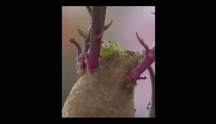 मकड़ी की पीठ पर है इंसान जैसा चेहरा, वायरल हुआ वीडियो