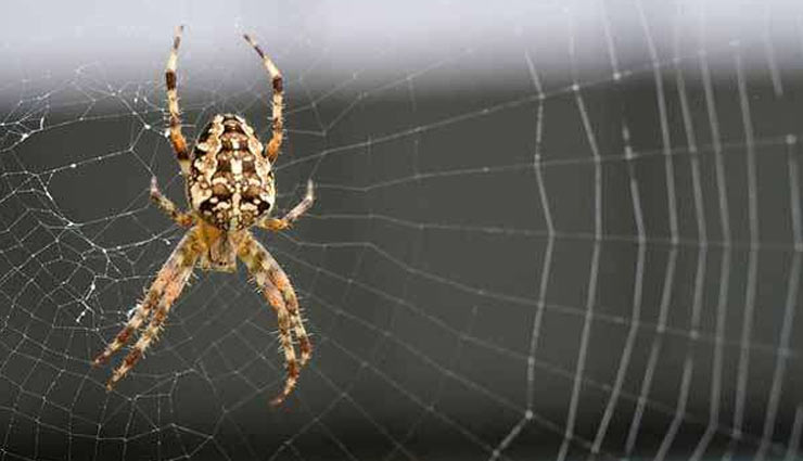 मकड़ी का जाल घर के लिए अशुभ संकेत, इन तरीकों से पाए मकड़ियों से छुटकारा 