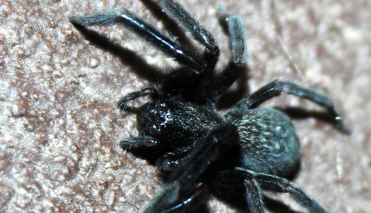 तीन भाइयों ने फिल्म देखकर स्पाइडरमैन बनने की सोची, खुद को कटवाया मकड़ी से, हुआ ये हाल spiderman,spider bite,chayanta,bolivia,3 brothers,werid news