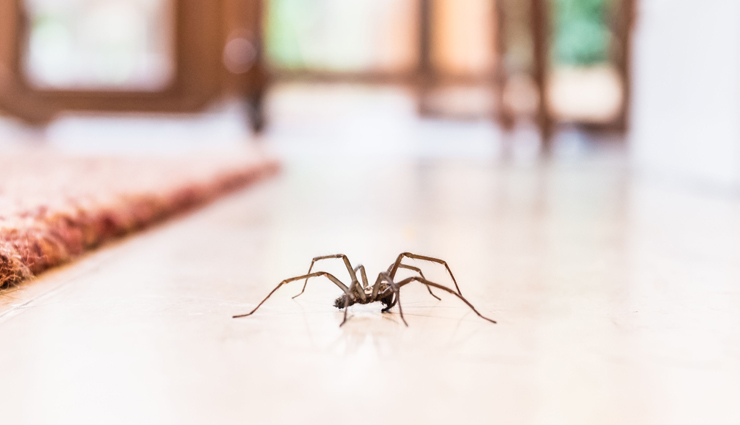 Tips To Get Rid of Spiders From Home
