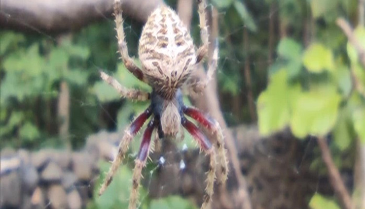 gujarat,spider,new species of spider