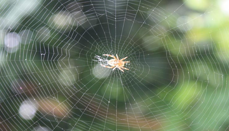 vastu tips,vastu tips in hindi,spider webs,negativity by spider webs