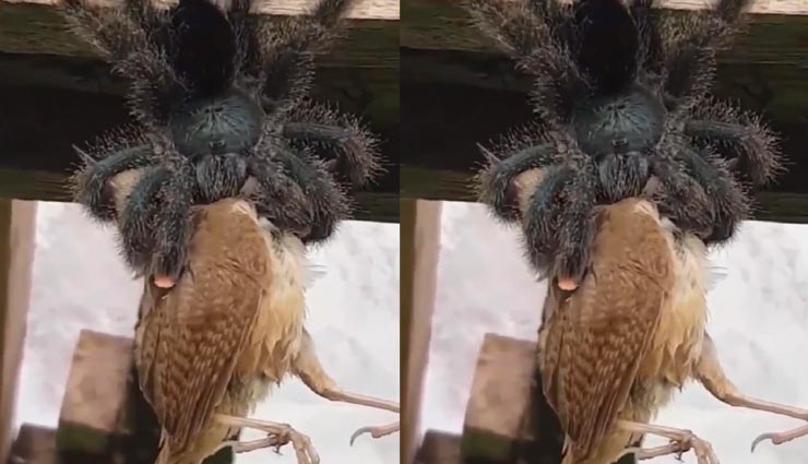 सोशल मीडिया पर इस अनोखे विडियो ने मचाई तबाही, एक बड़ी चिड़िया को खा गई छोटी सी मकड़ी