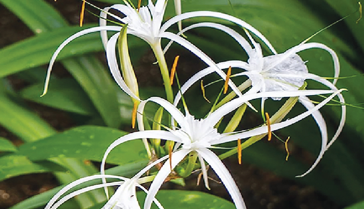 indoor plants for lung health,lung-friendly houseplants,air-purifying indoor plants,plants to improve indoor air quality,lung health and indoor gardening,indoor plants for respiratory health,houseplants for clean air,best indoor plants for lung health,lung-supporting houseplants,indoor plants for cleaner breathing