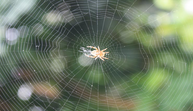 इन 5 चीजों की वजह से नहीं रखती मां लक्ष्मी आपके घर में कदम vastu tips,vastu tips in hindi,mother laxmi,negativity causes