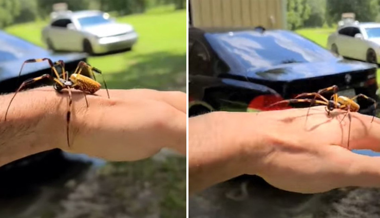 एक शख्स के हाथ पर घूमती हुई नजर आई विशालकाय मकड़ी, वीडियो देख खड़े हो जाएंगे रोंगटे