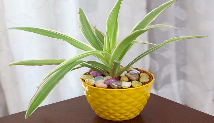 astrology tips,astrology tips in hindi,money and progress by plant,plant for good luck