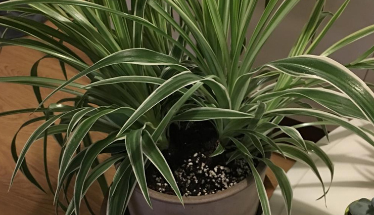 avoid respiratory disease,respiratory disease,planting trees,planting plants in home,indoor plants,home decor tips,household tips