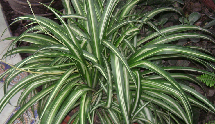 indoor plants best for your home,indoor plants,house plants,beast indoor plants,household tips,gardening tips,home decor tips