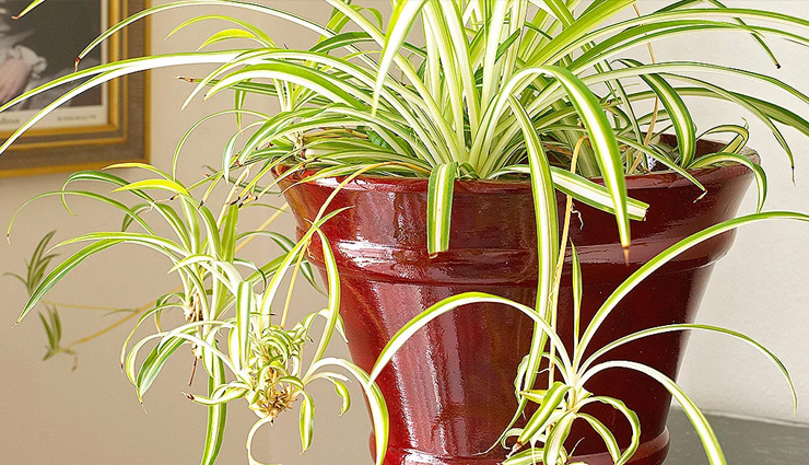 indore plants,plants for house