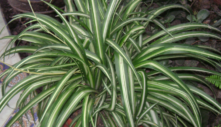 indoor plants for lung health,lung-friendly houseplants,air-purifying indoor plants,plants to improve indoor air quality,lung health and indoor gardening,indoor plants for respiratory health,houseplants for clean air,best indoor plants for lung health,lung-supporting houseplants,indoor plants for cleaner breathing