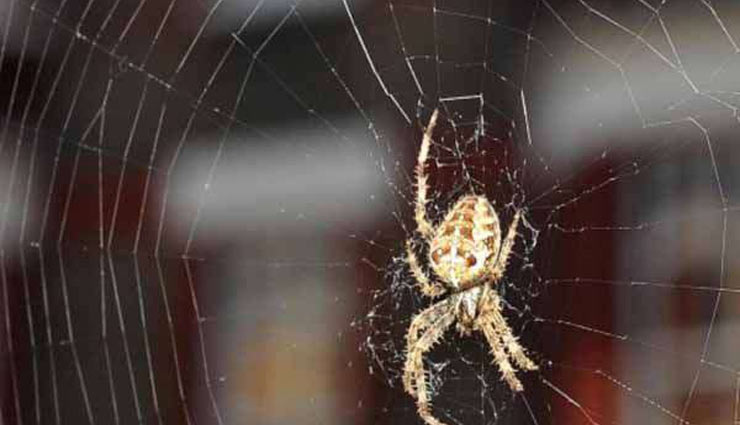 spider web in the house,stop spider web,spider web,home decor,household tips,eliminate spiders with natural homemade methods
