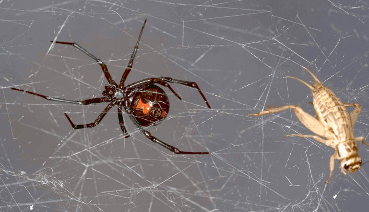 astrology related to spider webs in house,spider webs in house,astrology tips