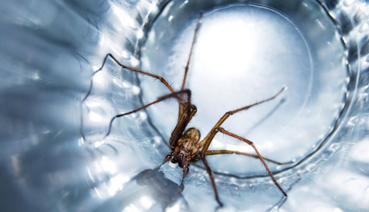 get rid of spiders from home,household tips,home decor tips,remove spiders from home