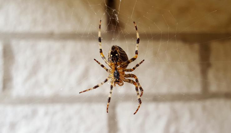 get rid of spiders from home,household tips,home decor tips,remove spiders from home