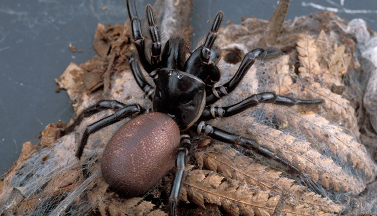 venomous spiders in australia,dangerous spiders down under,australian spiders with nasty bites,harmful eight-legged creatures,avoiding venomous spiders in australia,most poisonous spiders in the country,australia scary spider species,stay safe from dangerous aussie spiders,identifying venomous spiders down under,spiders to steer clear of in australia