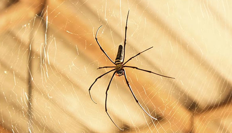 tips to remove spiders from home,spiders in home,spider web,tips to get rid of spiders,household tips ,हाउसहोल्ड टिप्स, घर से मकड़ियों को हटाने के 5 कारगर उपाय 
