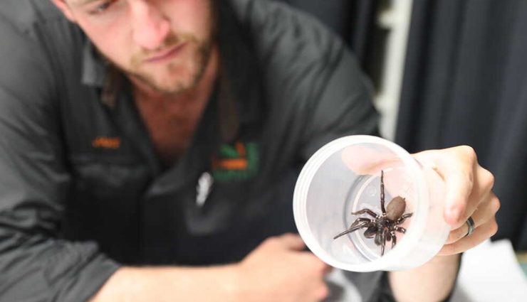 6 Most Venomous Spiders You Can Find in Australia