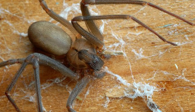 गुजरात: मिली दुर्लभ प्रजाति की मकड़ी, 15वीं सदी के इस विख्यात कवि पर रखा गया नाम gujarat,spider,new species of spider