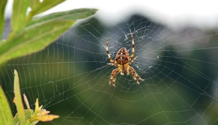 home remedies,home remedies to keep spiders out of your house,household tips,house cleaning tips