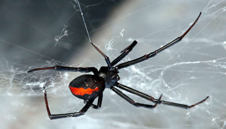 venomous spiders in australia,dangerous spiders down under,australian spiders with nasty bites,harmful eight-legged creatures,avoiding venomous spiders in australia,most poisonous spiders in the country,australia scary spider species,stay safe from dangerous aussie spiders,identifying venomous spiders down under,spiders to steer clear of in australia