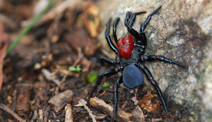 venomous spiders in australia,dangerous spiders down under,australian spiders with nasty bites,harmful eight-legged creatures,avoiding venomous spiders in australia,most poisonous spiders in the country,australia scary spider species,stay safe from dangerous aussie spiders,identifying venomous spiders down under,spiders to steer clear of in australia