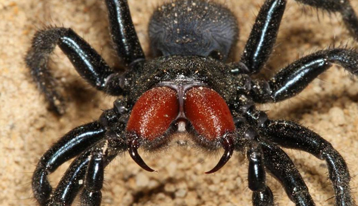 venomous spiders in australia,dangerous spiders down under,australian spiders with nasty bites,harmful eight-legged creatures,avoiding venomous spiders in australia,most poisonous spiders in the country,australia scary spider species,stay safe from dangerous aussie spiders,identifying venomous spiders down under,spiders to steer clear of in australia