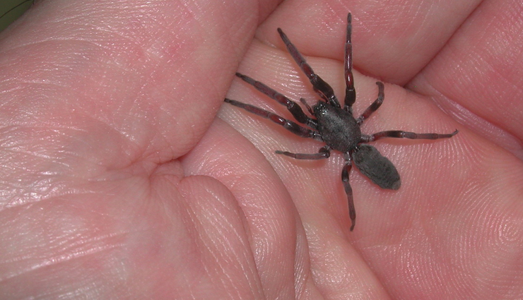 venomous spiders in australia,dangerous spiders down under,australian spiders with nasty bites,harmful eight-legged creatures,avoiding venomous spiders in australia,most poisonous spiders in the country,australia scary spider species,stay safe from dangerous aussie spiders,identifying venomous spiders down under,spiders to steer clear of in australia
