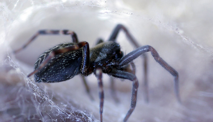 venomous spiders in australia,dangerous spiders down under,australian spiders with nasty bites,harmful eight-legged creatures,avoiding venomous spiders in australia,most poisonous spiders in the country,australia scary spider species,stay safe from dangerous aussie spiders,identifying venomous spiders down under,spiders to steer clear of in australia
