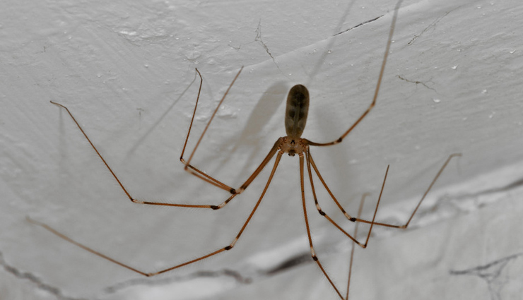 household tips,4 tips to get rid of spiders from house,easy ways to get rid of spiders