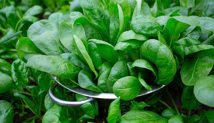 5 DIY Ways To Use Spinach for Skin