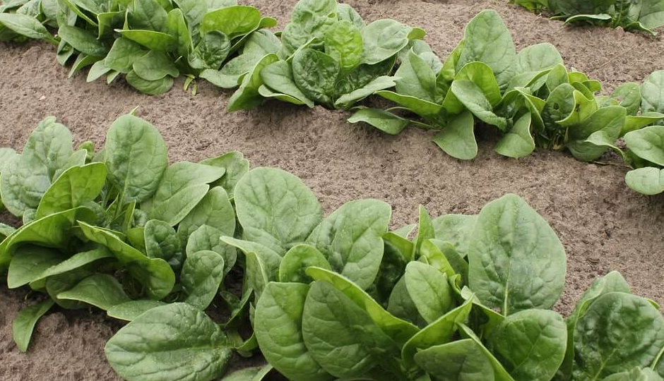 8 DIY Ways to Use Spinach for Skin and Hair