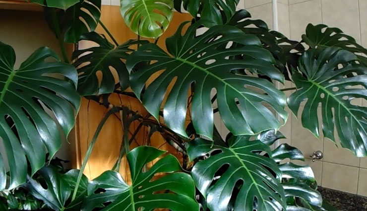 indoor plants,plats for house decoration,household tips,fiddle-leaf fig tree,split-leaf philodendron,meyer lemon tree,kentia palm,castiron plant