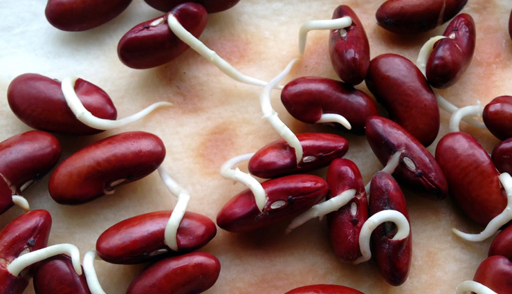 healthy sprouts guide,benefits of eating sprouts,nutritional value of sprouts,sprouts for wellness,adding sprouts to your diet,sprouting for health,how to grow healthy sprouts,sprouts and wellbeing,sprouts in a balanced diet,incorporating sprouts for nutrition