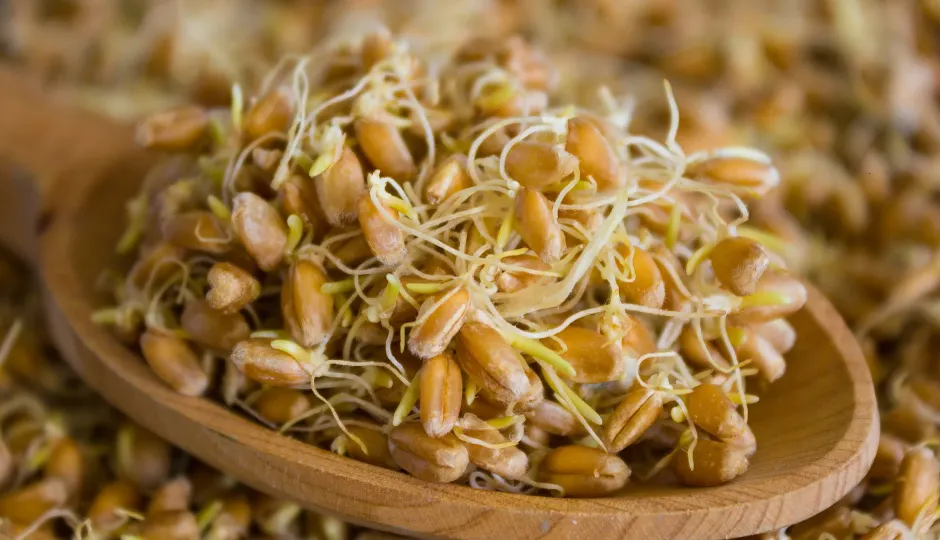   रोज सुबह अंकुरित गेहूं खाने से क्या होता है? जानिए इससे मिलने वाले जबरदस्त हेल्थ बेनिफिट्स