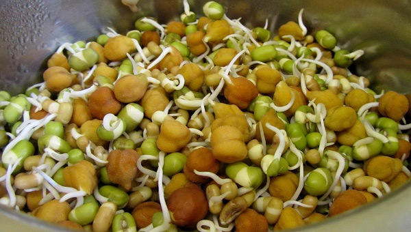 health benefits of sprouts,sprouts,health benefits,healthy living