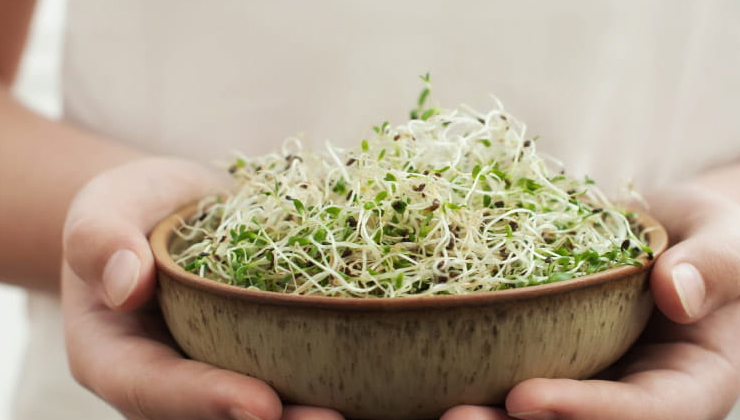 health benefits of sprouts,nutritional value of sprouts,benefits of mung bean sprouts,alfalfa sprouts health benefits,lentil sprouts nutrition,chickpea sprouts benefits,broccoli sprouts health,immune boosting sprouts,sprouts for digestion,sprouts for heart health