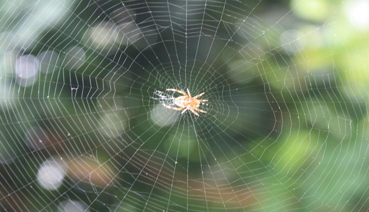 मकड़ी के जालें दर्शाते हैं बुरी शक्तियों का आगमन, जानें इनके अशुभ प्रभाव