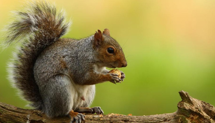 most smartest animals in the world,most intelligent animals in the world,smart animals,animals,veined octopus,squirrel,pig,chimpanzee,orangutan