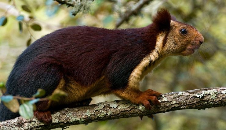 species of flying squirrels,flying squirrels found in india,india