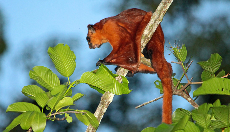 7 Species of Flying Squirrels Found in India