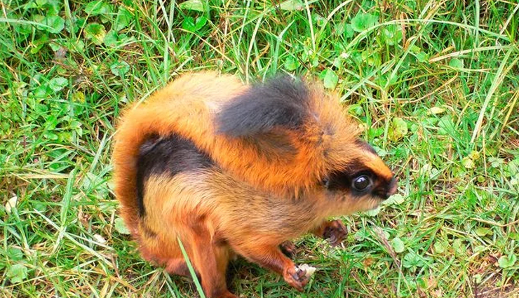 species of flying squirrels,flying squirrels found in india,india