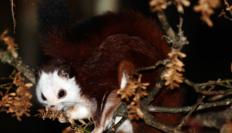 species of flying squirrels,flying squirrels found in india,india