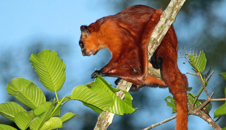 species of flying squirrels,flying squirrels found in india,india
