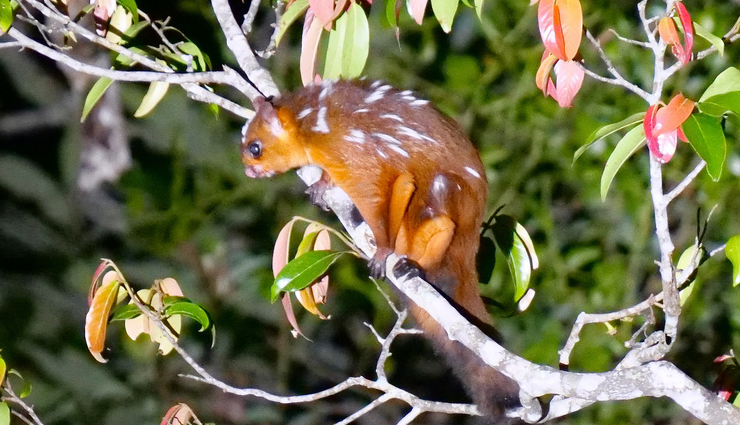 species of flying squirrels,flying squirrels found in india,india